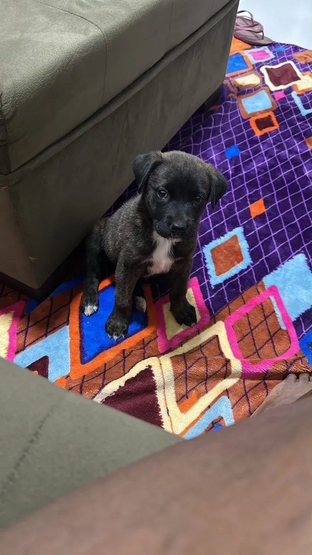 Cachorro raça SRD-ViraLata idade 2 a 6 meses nome Amora