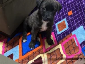 Cachorro raça SRD-ViraLata idade 2 a 6 meses nome Amora