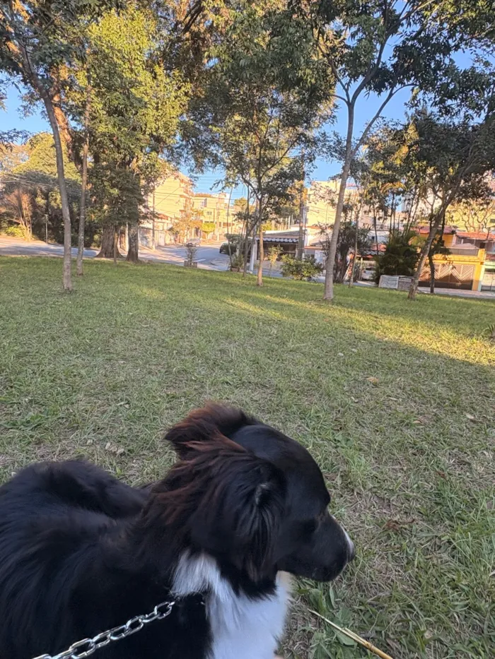 Cachorro raça SRD-ViraLata idade 1 ano nome Luck