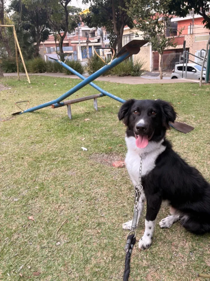 Cachorro raça SRD-ViraLata idade 1 ano nome Luck