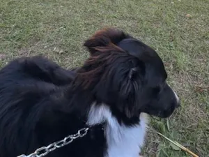 Cachorro raça SRD-ViraLata idade 1 ano nome Luck
