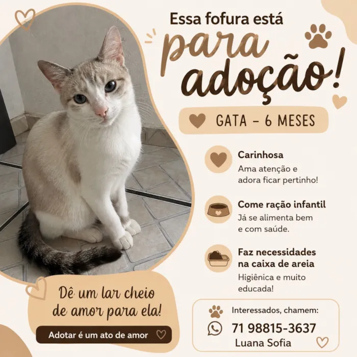 Gato raça SRD-ViraLata idade 2 a 6 meses nome Nina