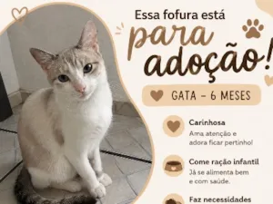 Gato raça SRD-ViraLata idade 2 a 6 meses nome Nina