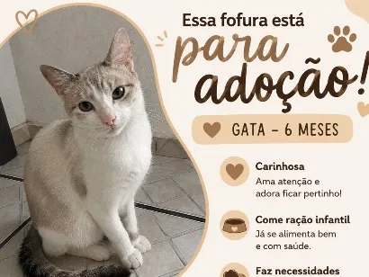 Gato raça SRD-ViraLata idade 2 a 6 meses nome Nina
