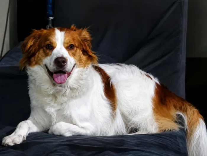 Cachorro raça SRD-ViraLata idade 2 anos nome Logan 