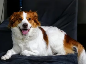 Cachorro raça SRD-ViraLata idade 2 anos nome Logan 