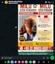 Milo