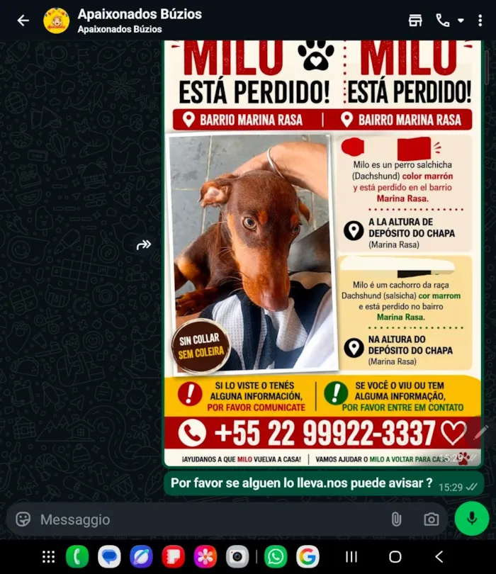 Cachorro raça SRD-ViraLata idade 2 a 6 meses nome Milo