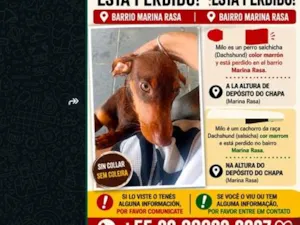 Cachorro raça SRD-ViraLata idade 2 a 6 meses nome Milo