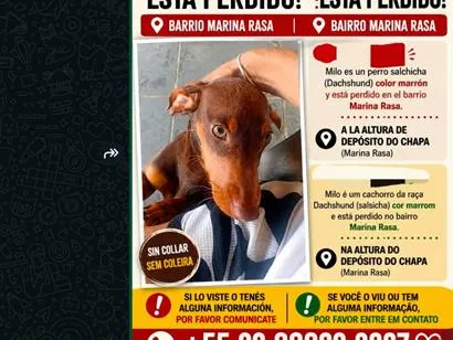 Cachorro raça SRD-ViraLata idade 2 a 6 meses nome Milo