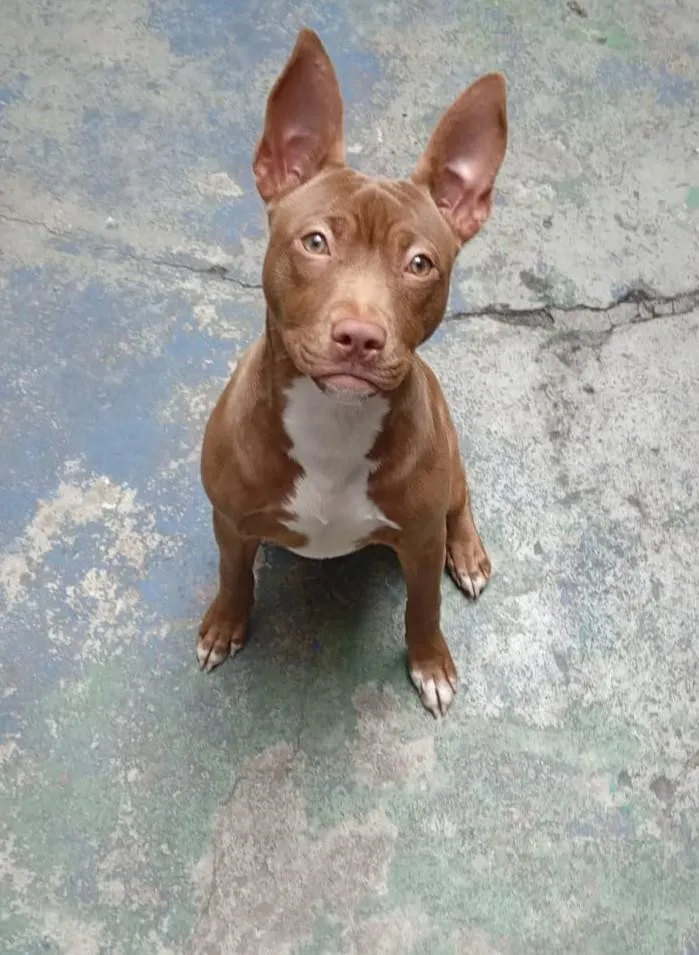 Cachorro raça Pit-Bull idade 7 a 11 meses nome Zara