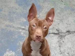 Cachorro raça Pit-Bull idade 7 a 11 meses nome Zara