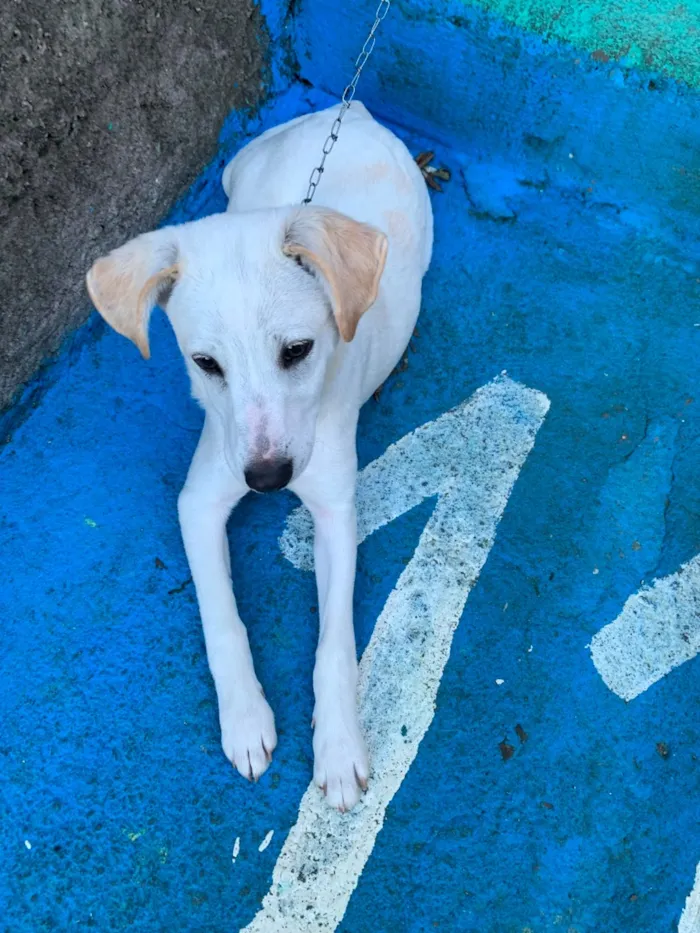 Cachorro raça SRD-ViraLata idade 2 a 6 meses nome Luffy