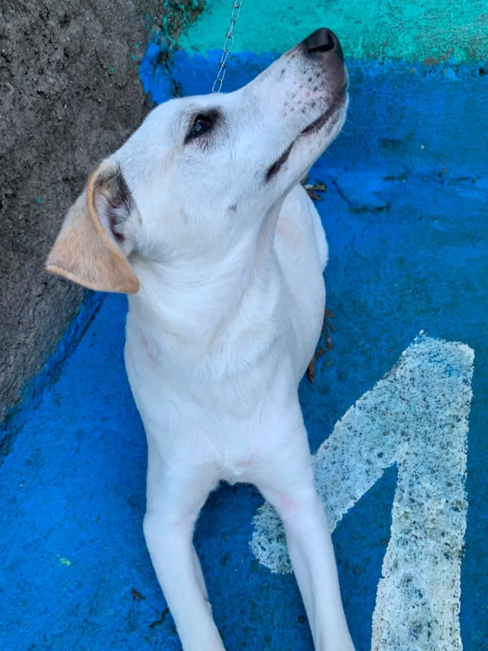 Cachorro raça SRD-ViraLata idade 2 a 6 meses nome Luffy