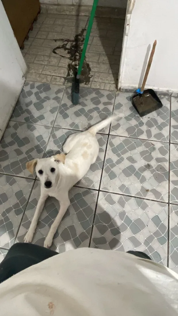 Cachorro raça SRD-ViraLata idade 2 a 6 meses nome Luffy