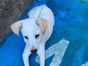 Cachorro raça SRD-ViraLata idade 2 a 6 meses nome Luffy