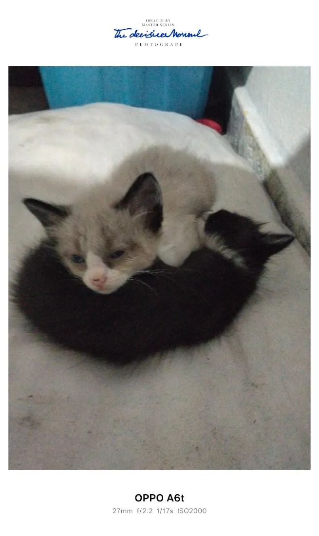 Gato raça SRD-ViraLata idade 2 a 6 meses nome não tem nome 