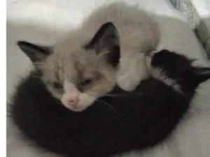 Gato raça SRD-ViraLata idade 2 a 6 meses nome não tem nome 