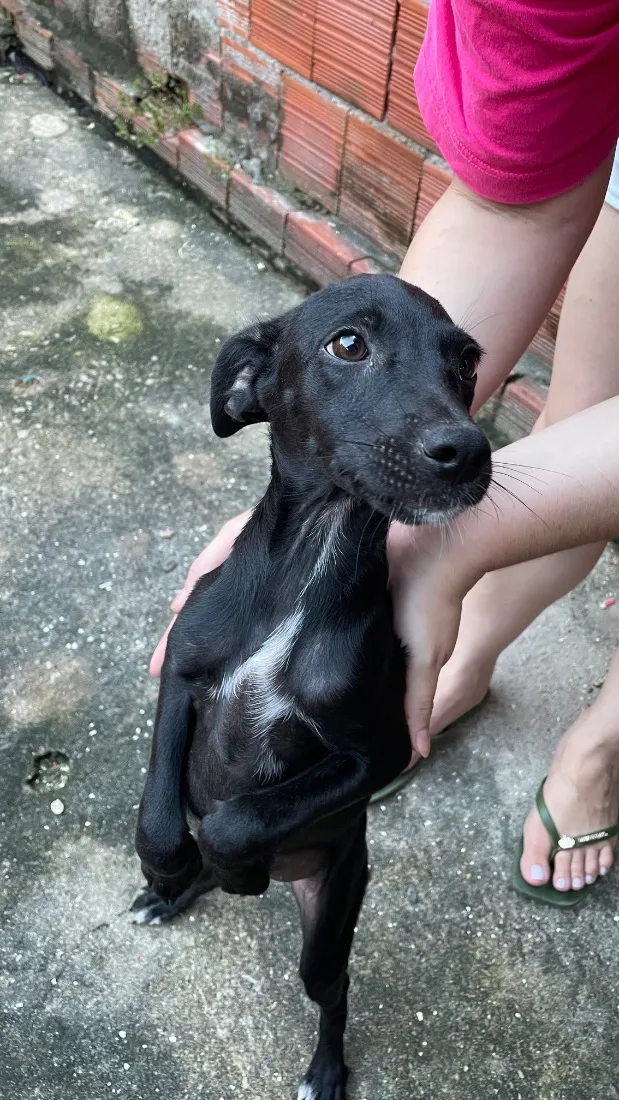 Cachorro raça SRD-ViraLata idade 2 a 6 meses nome Luna