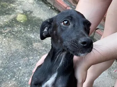 Cachorro raça SRD-ViraLata idade 2 a 6 meses nome Luna