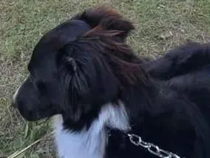 Cachorro raça SRD-ViraLata idade 1 ano nome Luck