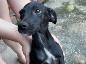 Cachorro raça SRD-ViraLata idade 2 a 6 meses nome Luna