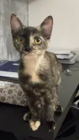 Cecilia - Vandinha