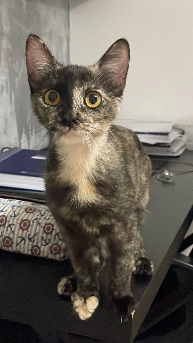 Gato raça SRD-ViraLata idade 7 a 11 meses nome Cecilia - Vandinha