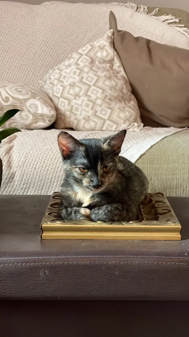 Gato raça SRD-ViraLata idade 7 a 11 meses nome Cecilia - Vandinha