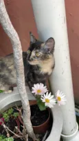 Cecilia - Vandinha