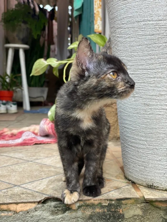 Gato raça SRD-ViraLata idade 7 a 11 meses nome Cecilia - Vandinha