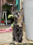 Cecilia - Vandinha