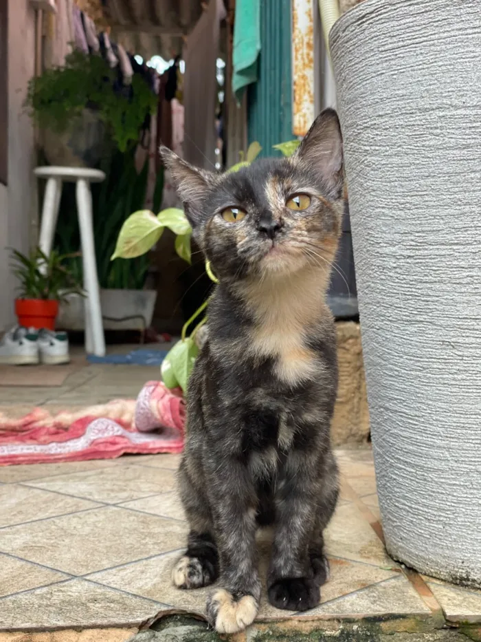 Gato raça SRD-ViraLata idade 7 a 11 meses nome Cecilia - Vandinha