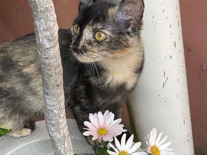 Gato raça SRD-ViraLata idade 7 a 11 meses nome Cecilia - Vandinha