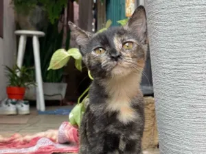 Gato raça SRD-ViraLata idade 7 a 11 meses nome Cecilia - Vandinha