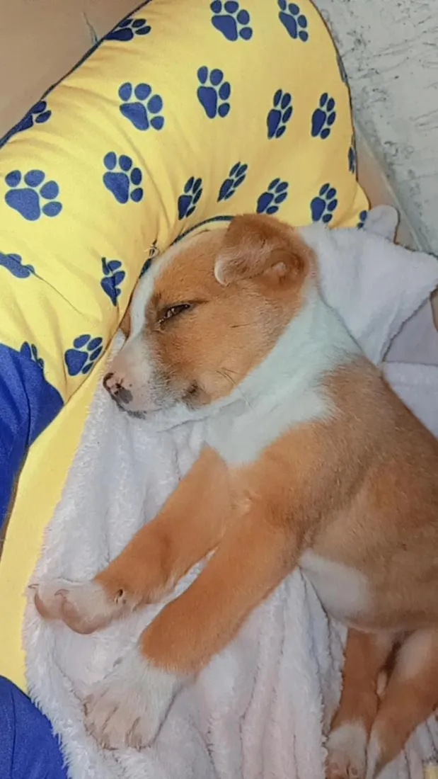 Cachorro raça SRD-ViraLata idade 2 a 6 meses nome sem nome