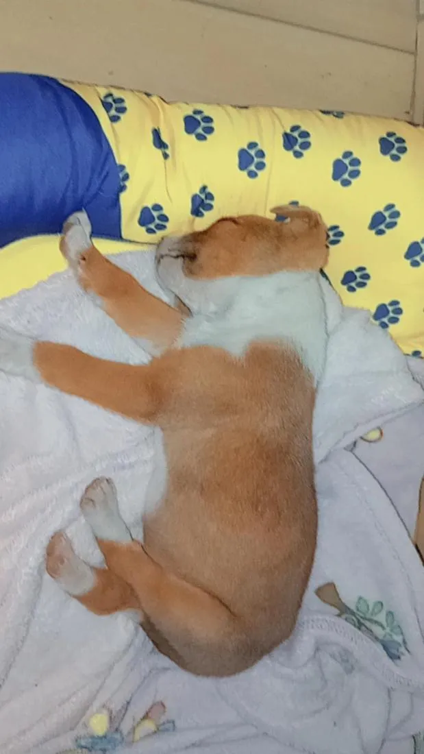 Cachorro raça SRD-ViraLata idade 2 a 6 meses nome sem nome