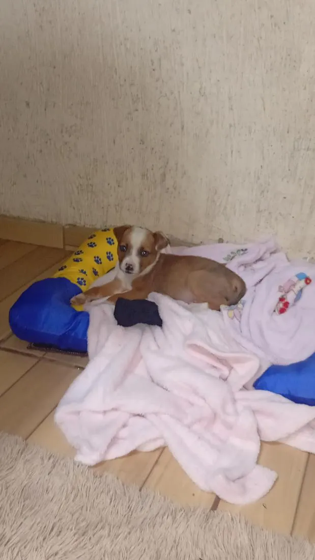 Cachorro raça SRD-ViraLata idade 2 a 6 meses nome sem nome