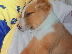 Cachorro raça SRD-ViraLata idade 2 a 6 meses nome sem nome