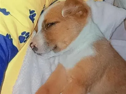 Cachorro raça SRD-ViraLata idade 2 a 6 meses nome sem nome