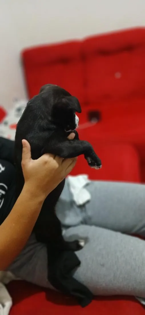 Cachorro raça Pit-Bull idade 2 a 6 meses nome buck