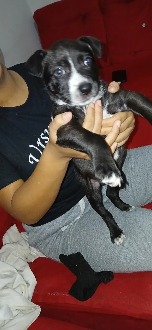 Cachorro raça Pit-Bull idade 2 a 6 meses nome buck