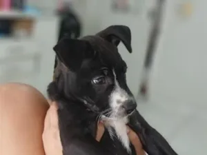 Cachorro raça Pit-Bull idade 2 a 6 meses nome buck
