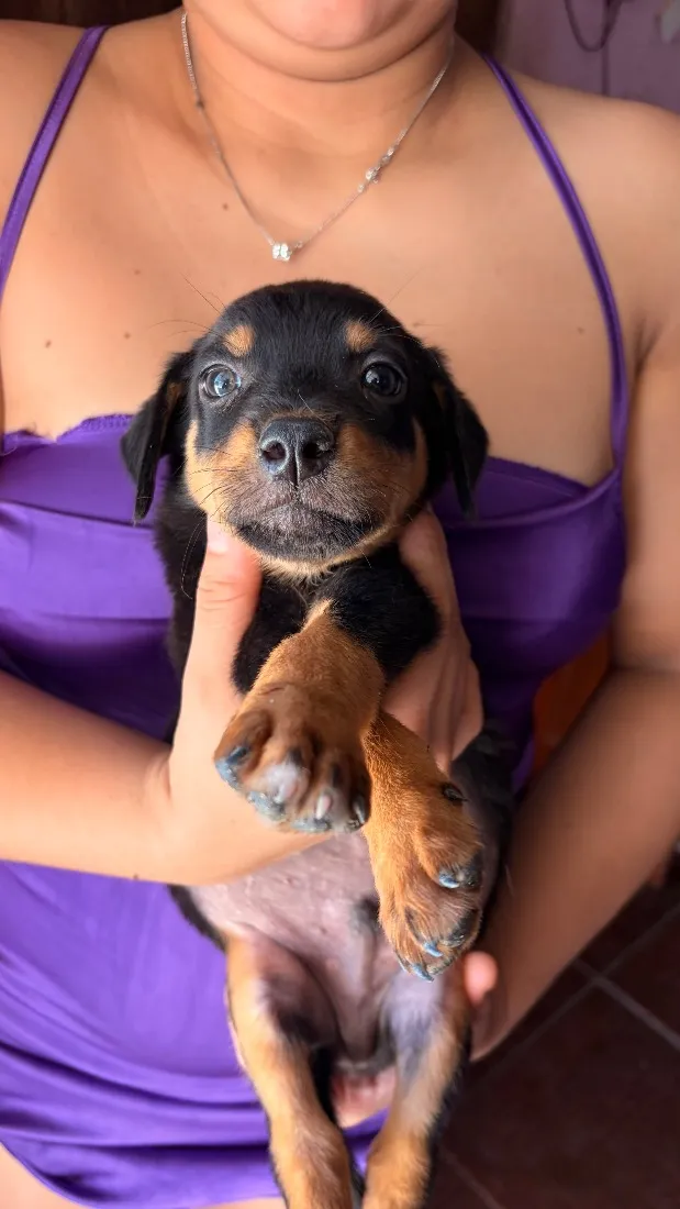 Cachorro raça SRD-ViraLata idade Abaixo de 2 meses nome Dudu
