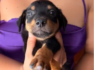 Cachorro raça SRD-ViraLata idade Abaixo de 2 meses nome Dudu