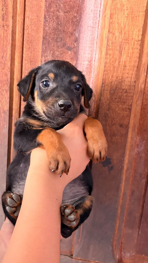 Cachorro raça SRD-ViraLata idade Abaixo de 2 meses nome Abelhinha