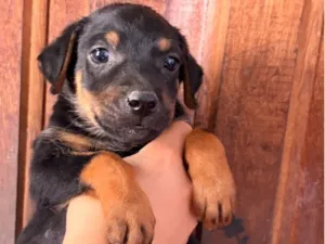 Cachorro raça SRD-ViraLata idade Abaixo de 2 meses nome Abelhinha