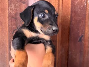 Cachorro raça SRD-ViraLata idade Abaixo de 2 meses nome Dock