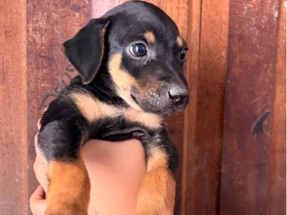 Cachorro raça SRD-ViraLata idade Abaixo de 2 meses nome Dock