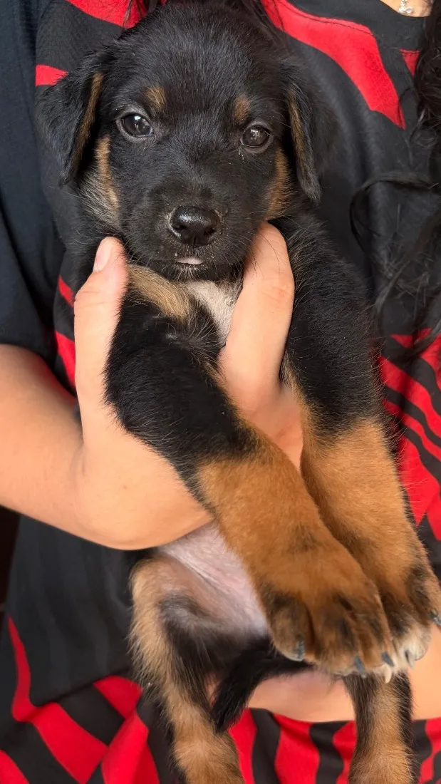 Cachorro raça SRD-ViraLata idade Abaixo de 2 meses nome Duque